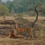 The Notorious Queen of Ranthambore, Riddhi-T-124