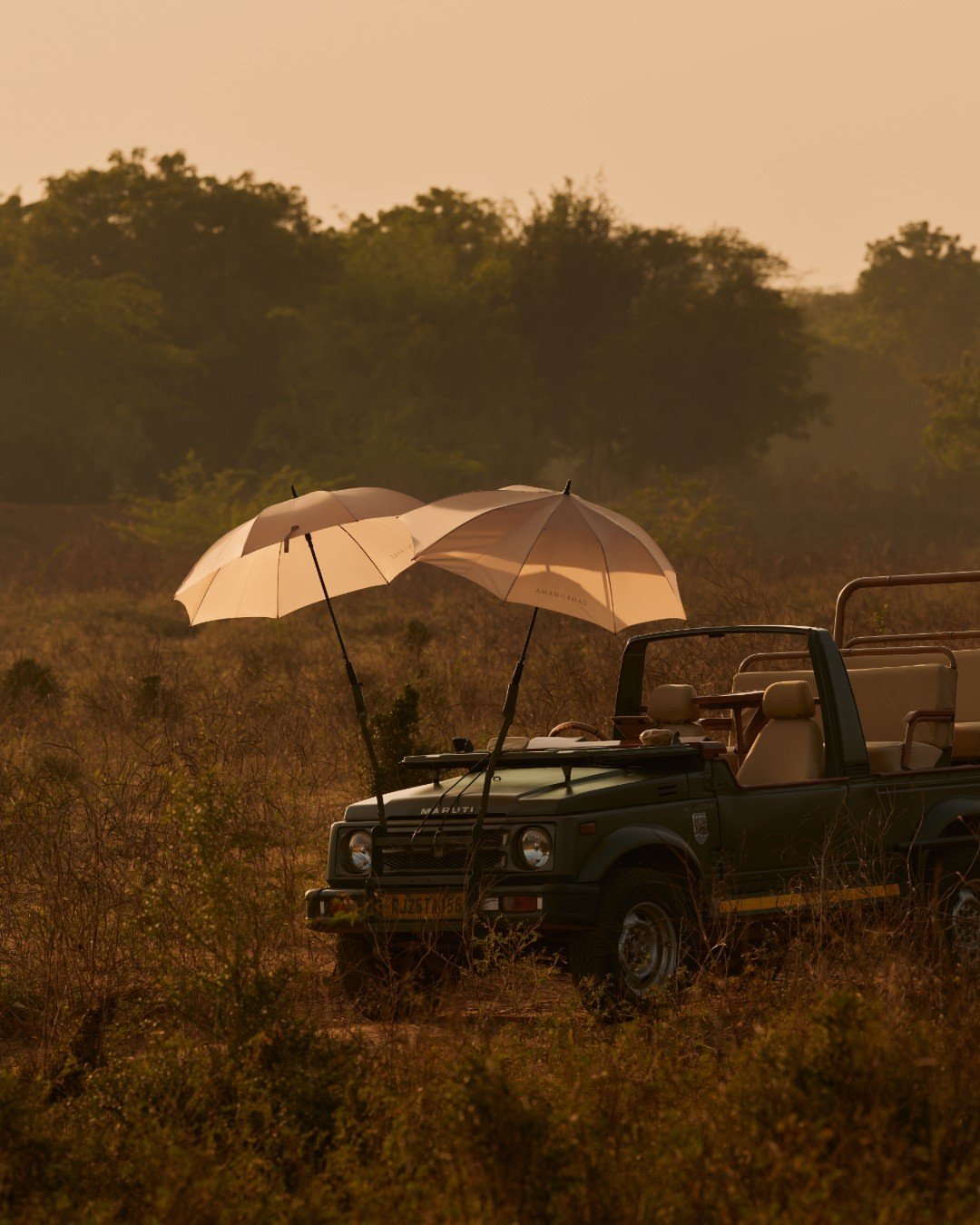 RANTHAMBORE JYPSY