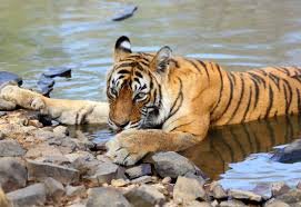 T-98 Ranthambore tiger resting near waterhole in Zone 5