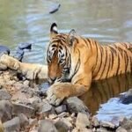 T-98: The Life Story of the Prominent Tiger