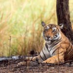 Noor (T-39) – The Light of Ranthambore